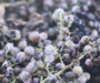 Capítulo 20. ¿Cómo se elabora un vino de vendimia tardía?